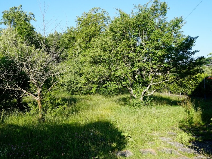 Plusieurs arbres dans jardin avec dalles de pierre sur le côté droit